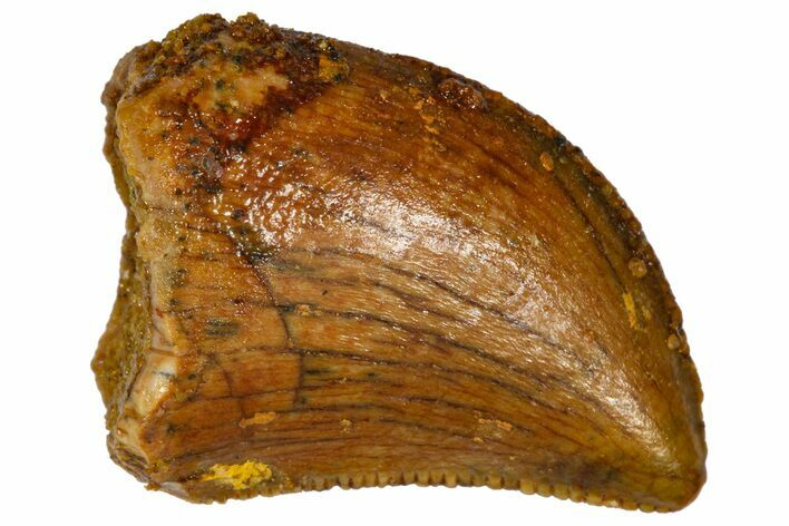 Serrated, Baby Carcharodontosaurus Tooth - Morocco #361025